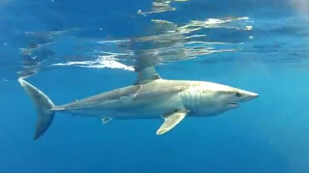 VIDEO: Sydney mako sharks